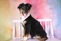 Bingo AKC Puppy Pre-K Graduate, a male Australian Shepherd for sale in Royse City, TX – 4 of 10
