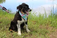 Bluff ASCA/AKC/ASDR, Puppy Pre-K Graduate, a female Australian Shepherd for sale in Royse City, TX – 6 of 8