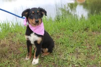 Bayou Puppy Pre-K Graduate, a male Australian Shepherd for sale in Royse City, TX – 5 of 9