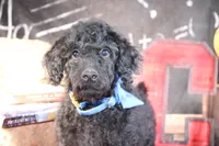 Clyde Puppy Pre-k Graduate, a male Miniature Aussiedoodle for sale in Royse City, TX – 3 of 10
