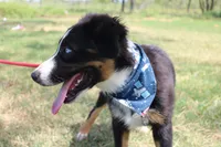 Knight ASDR, In Puppy Pre-K , a male Australian Shepherd for sale in Royse City, TX – 3 of 10