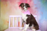 Trouble- AKC Puppy Pre-K graduate, a female Australian Shepherd for sale in Royse City, TX – 1 of 7