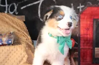 Hank AKC , a male Australian Shepherd for sale in Royse City, TX – 4 of 9