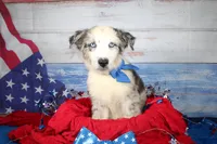 Colt AKC Blue Merle, a male Australian Shepherd for sale in Royse City, TX – 7 of 10
