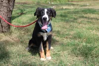 Knight ASDR, In Puppy Pre-K , a male Australian Shepherd for sale in Royse City, TX – 9 of 10