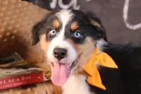 Waylon AKC, a male Australian Shepherd for sale in Royse City, TX – 7 of 10