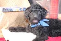 Clyde Puppy Pre-k Graduate, a male Miniature Aussiedoodle for sale in Royse City, TX – 8 of 10