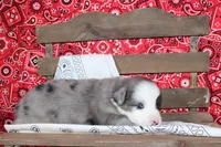 Midland ASDR Minatare Australian Shepherd, a male Miniature Australian Shepherd for sale in Royse City, TX – 3 of 10
