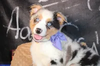 Rain ASCA/ASDR, a female Australian Shepherd for sale in Royse City, TX – 5 of 9