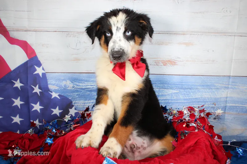 Walker AKC Tri – Australian Shepherd puppy for sale in Royse City, TX