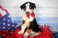 Walker AKC Tri, a male Australian Shepherd for sale in Royse City, TX – 1 of 10