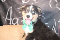 Brooks AKC , a male Australian Shepherd for sale in Royse City, TX – 4 of 9