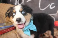 Willie AKC, a male Australian Shepherd for sale in Royse City, TX – 4 of 8