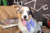 Rain ASCA/ASDR, a female Australian Shepherd for sale in Royse City, TX – 8 of 9