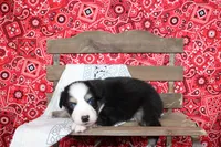 Lubbock ASDR Minatare Australian Shepherd, a male Miniature Australian Shepherd for sale in Royse City, TX – 6 of 8