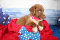 Oakley AKC Red Tri Female, a female Australian Shepherd for sale in Royse City, TX – 5 of 9