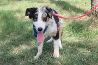 Baron ASDR Puppy Pre-K in Progress, a male Australian Shepherd for sale in Royse City, TX – 3 of 9