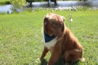 Healer , a male Australian Shepherd for sale in Royse City, TX – 2 of 8