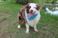 Bevo, a male Australian Shepherd for sale in Royse City, TX – 3 of 9
