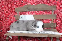 Midland ASDR Minatare Australian Shepherd, a male Miniature Australian Shepherd for sale in Royse City, TX – 6 of 10