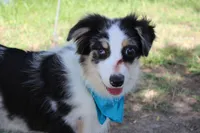 Knox, a male Australian Shepherd for sale in Royse City, TX – 4 of 10