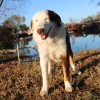 Justice, a female Miniature Australian Shepherd for sale in Royse City, TX – Photo 3 of 6