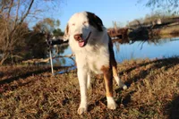 Justice, a female Miniature Australian Shepherd for sale in Royse City, TX – Photo 3 of 6