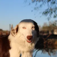 Justice, a female Miniature Australian Shepherd for sale in Royse City, TX – Photo 4 of 6