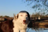Justice, a female Miniature Australian Shepherd for sale in Royse City, TX – Photo 4 of 6