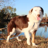Justice, a female Miniature Australian Shepherd for sale in Royse City, TX – Photo 1 of 6