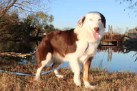 Justice, a female Miniature Australian Shepherd for sale in Royse City, TX – Photo 1 of 6
