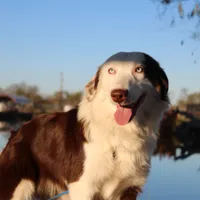 Justice, a female Miniature Australian Shepherd for sale in Royse City, TX – Photo 5 of 6