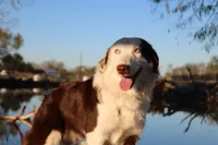 Justice, a female Miniature Australian Shepherd for sale in Royse City, TX – Photo 5 of 6