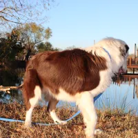 Justice, a female Miniature Australian Shepherd for sale in Royse City, TX – Photo 6 of 6