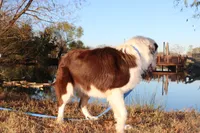 Justice, a female Miniature Australian Shepherd for sale in Royse City, TX – Photo 6 of 6