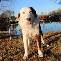 Justice, a female Miniature Australian Shepherd for sale in Royse City, TX – Photo 2 of 6