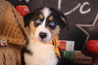 Waylon AKC, a male Australian Shepherd for sale in Royse City, TX – 8 of 10
