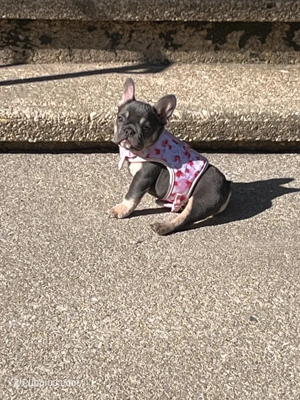Bailey  – French Bulldog puppy for sale in Bridgeton, NJ