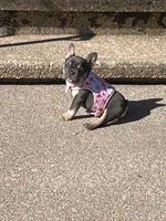 Bailey , a female French Bulldog for sale in Bridgeton, NJ – 1 of 2