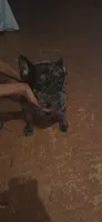 Molly, a female French Bulldog for sale in Miami, FL – Photo 2 of 2