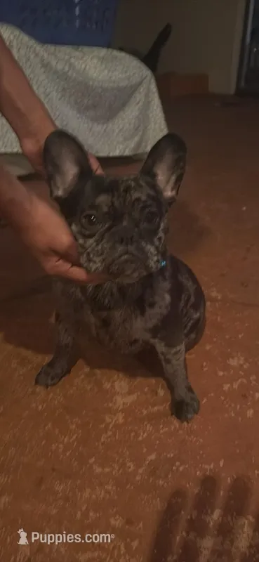 Molly – French Bulldog puppy for sale in Miami, FL