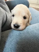Charlotte, a female English Cream Golden Retriever for sale in Homosassa, FL – 2 of 9
