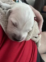 Winston, a male English Cream Golden Retriever for sale in Homosassa, FL – 7 of 8