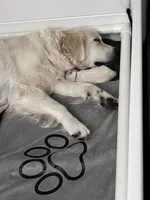 Matilda, a female English Cream Golden Retriever for sale in Homosassa, FL – 6 of 8