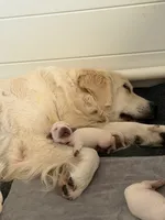 Winston, a male English Cream Golden Retriever for sale in Homosassa, FL – 5 of 8