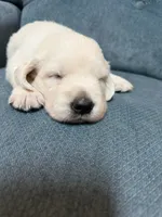 Theodore, a male English Cream Golden Retriever for sale in Homosassa, FL – 2 of 7