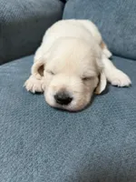 Archibald, a male English Cream Golden Retriever for sale in Homosassa, FL – 2 of 5