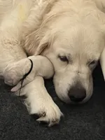 Theodore, a male English Cream Golden Retriever for sale in Homosassa, FL – 5 of 7