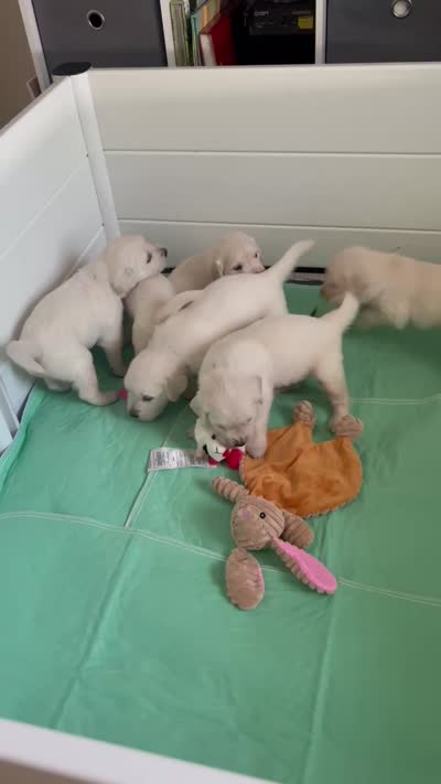 Theodore, a male English Cream Golden Retriever for sale in Homosassa, FL – 7 of 7