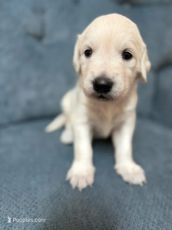 Winston – English Cream Golden Retriever puppy for sale in Homosassa, FL